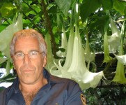 Brugmansija / Jeffrey Epstein