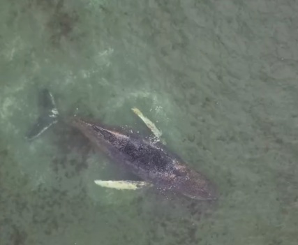 Įstrigęs kuprotasis banginis