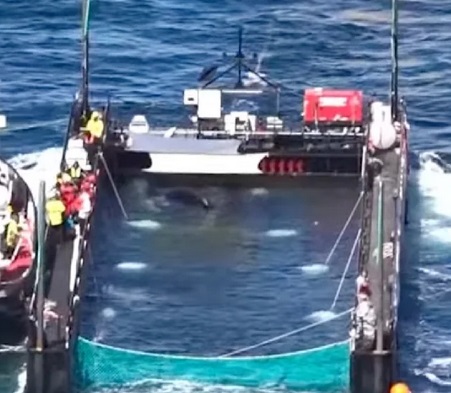 Kuprotasis banginis Timmy baržoje